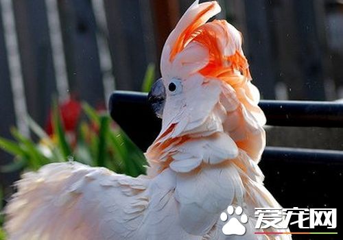 摩鹿加鳳頭鹦鹉會說話麼 摩鹿加鳳頭鹦鹉能說話