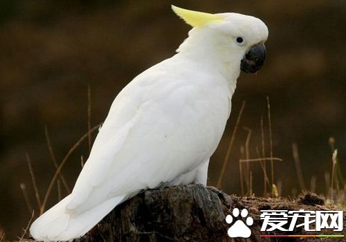 摩鹿加鳳頭鹦鹉雄性雌性差異 雄性鳥的虹膜為黑褐色