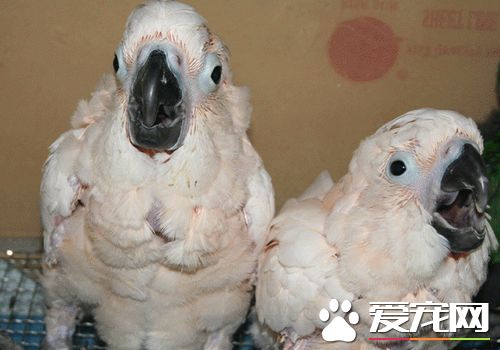 摩鹿加鳳頭鹦鹉雄性雌性差異 雄性鳥的虹膜為黑褐色