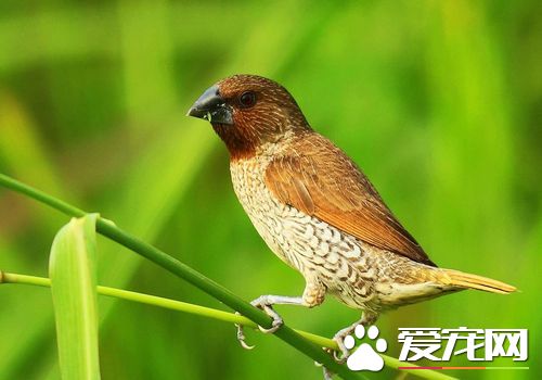 斑文鳥叫聲 斑文鳥鳴聲為輕柔圓潤的笛音