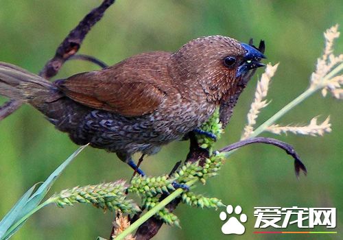 斑文鳥叫聲 斑文鳥鳴聲為輕柔圓潤的笛音