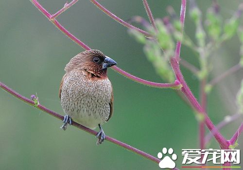 斑文鳥還叫什麼鳥 斑文鳥別稱花斑銜珠鳥