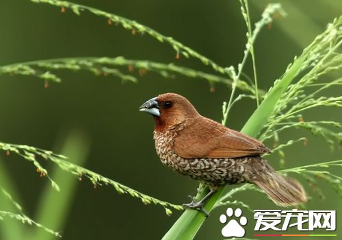 斑文鳥優點 斑文鳥的叫聲會減少疲勞感