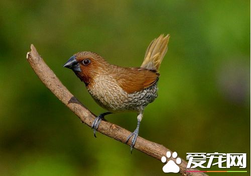 斑文鳥優點 斑文鳥的叫聲會減少疲勞感