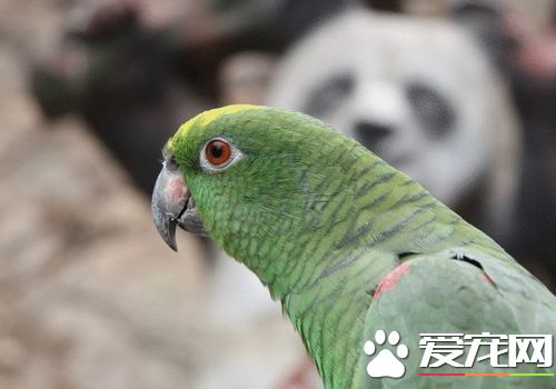 綠頰錐尾鹦鹉會說話嗎 有一定的說話能力的