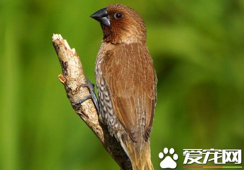 斑文鳥優點 斑文鳥的叫聲會減少疲勞感