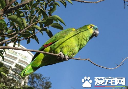 橙翅亞馬遜鹦鹉和藍帽區別 橙翅在體型上比較小