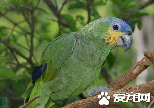 橙翅亞馬遜鹦鹉和藍帽區別 橙翅在體型上比較小