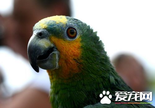 橙翅亞馬遜鹦鹉說話能力 說話能力還是很強的