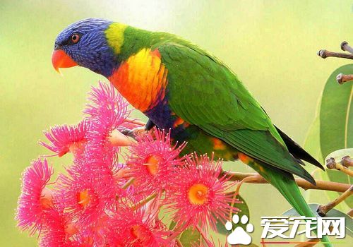 彩虹吸蜜鹦鹉會說話嗎 彩虹吸蜜鹦鹉會說話的
