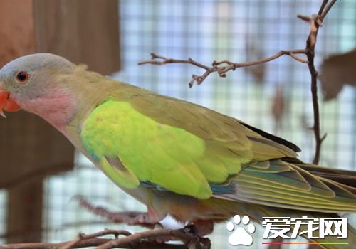 公主鹦鹉會說話嗎 公主鹦鹉會說話的原因