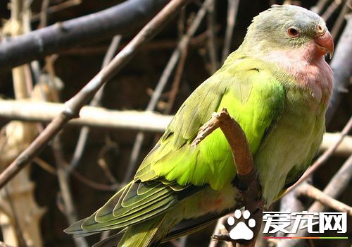公主鹦鹉會說話嗎 公主鹦鹉會說話的原因