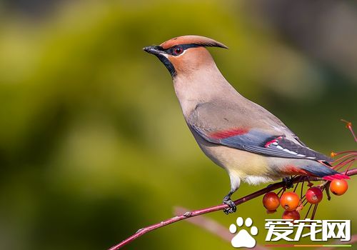 小太平鳥的叫聲 太平鳥的鳴叫音為機械性的單音