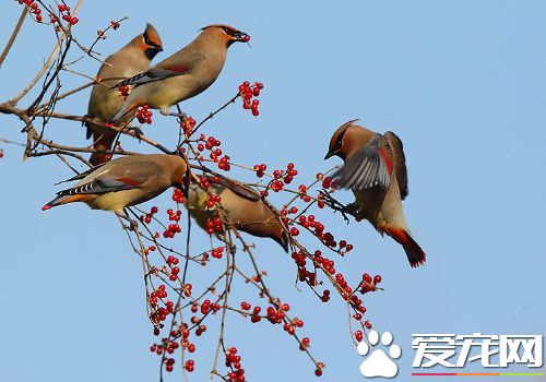 小太平鳥的叫聲 太平鳥的鳴叫音為機械性的單音