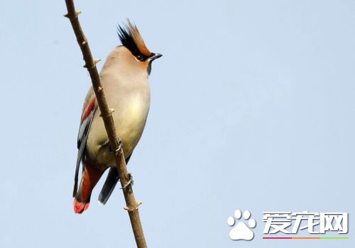 小太平鳥的叫聲 太平鳥的鳴叫音為機械性的單音