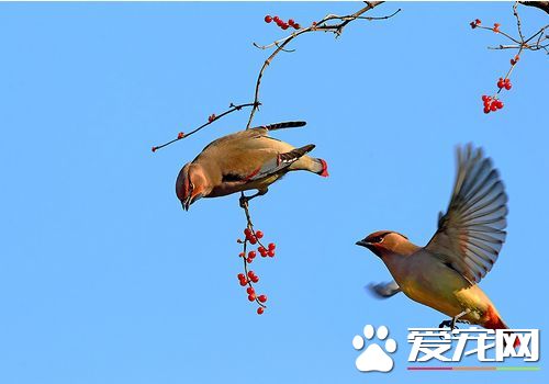 小太平鳥怎麼樣 小太平鳥好不好飼養