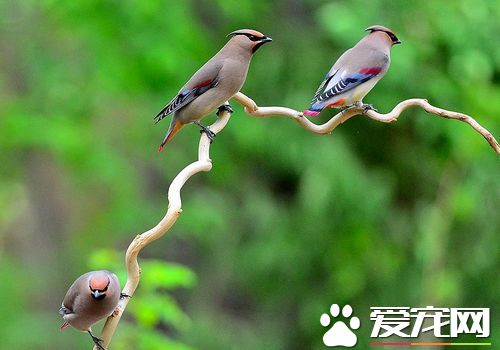 小太平鳥怎麼樣 小太平鳥好不好飼養