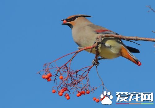 小太平鳥怎麼樣 小太平鳥好不好飼養