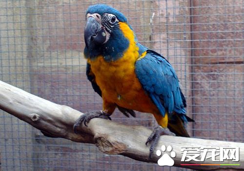 藍喉金剛鹦鹉是北京市保護動物嗎 是國家二級保護動物