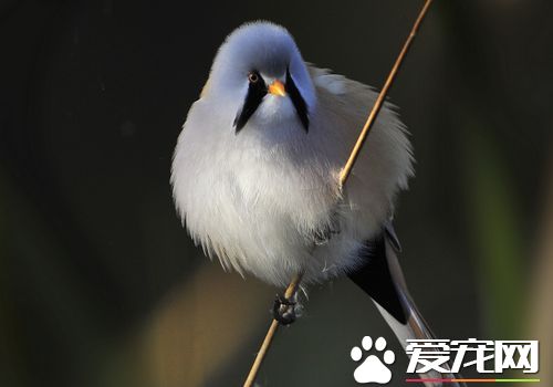 文須雀叫聲 叫聲特別獨特清脆而且帶顫音