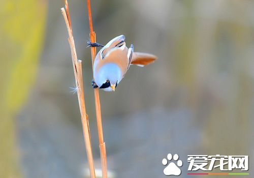 文須雀叫聲 叫聲特別獨特清脆而且帶顫音