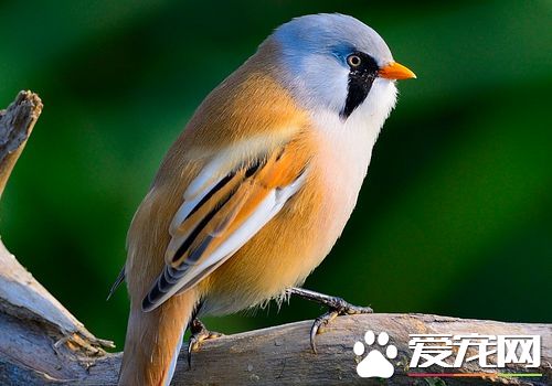 文須雀叫聲 叫聲特別獨特清脆而且帶顫音