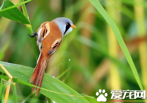 文須雀吃什麼 文須雀的食物主要為昆蟲