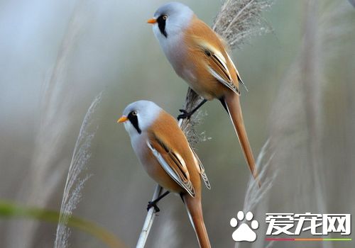 文須雀吃什麼 文須雀的食物主要為昆蟲