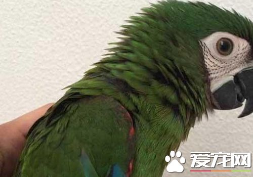栗額金剛鹦鹉會說話嗎 栗額金剛鹦鹉說話能力