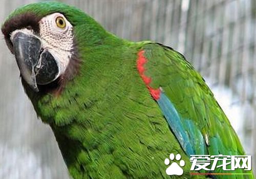 栗額金剛鹦鹉如何分出公母 觀看頭型可以分辨出來