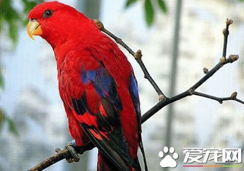 紅色吸蜜鹦鹉怎麼樣 紅色吸蜜鹦鹉飼養容易