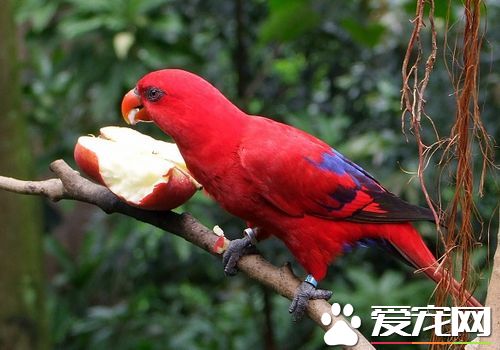 紅色吸蜜鹦鹉怎麼樣 紅色吸蜜鹦鹉飼養容易