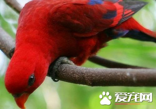 紅色吸蜜鹦鹉怎麼樣 紅色吸蜜鹦鹉飼養容易
