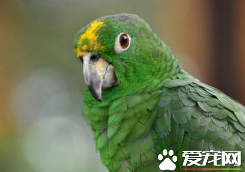 帝王亞馬遜鹦鹉學舌能力 學舌能力還是很強的