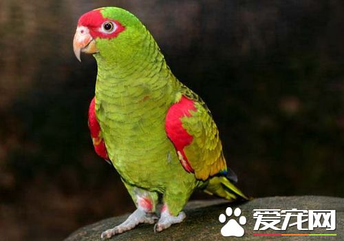 帝王亞馬遜鹦鹉學舌能力 學舌能力還是很強的