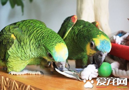 藍頂亞馬遜鹦鹉和橙翅的區別 橙翅是體型最小鹦鹉