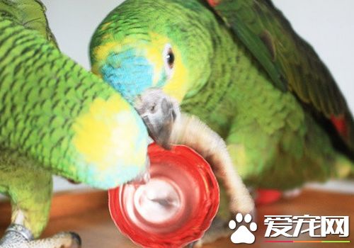 藍頂亞馬遜鹦鹉和橙翅的區別 橙翅是體型最小鹦鹉