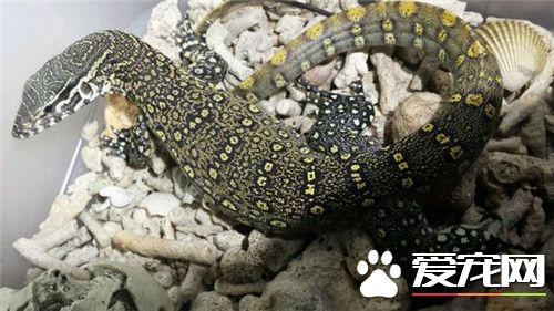 平原巨蜥多大 平原巨蜥最大1米2的身長