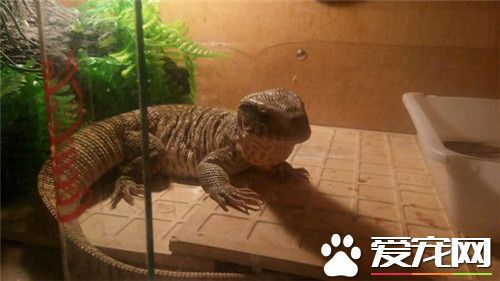 平原巨蜥生長速度 平原巨蜥的生活環境