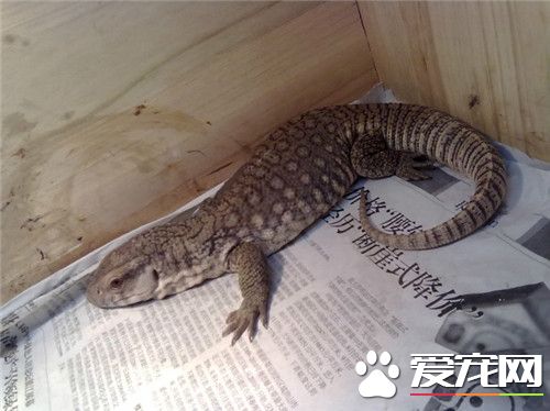 平原巨蜥生長速度 平原巨蜥的生活環境
