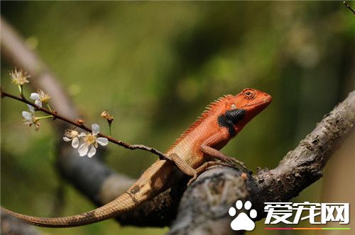 變色樹蜥飼養 飼養溫度約保持在25到30度