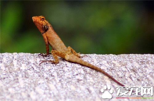 變色樹蜥飼養 飼養溫度約保持在25到30度