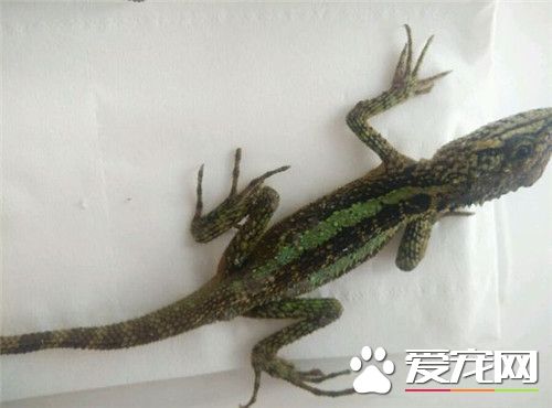 麗紋龍蜥繁殖 麗紋龍蜥繁殖方式是卵生