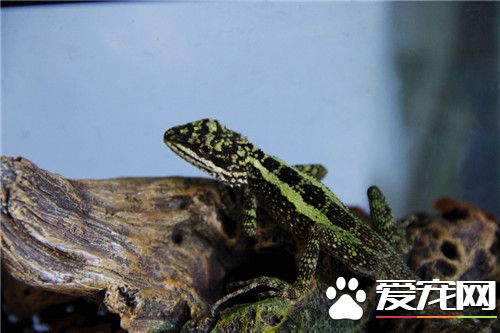麗紋龍蜥繁殖 麗紋龍蜥繁殖方式是卵生
