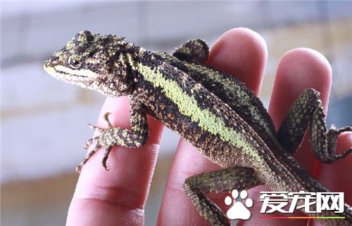 麗紋龍蜥怎麼樣 性格較活躍適應能力強