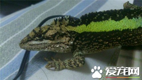 麗紋龍蜥怎麼樣 性格較活躍適應能力強