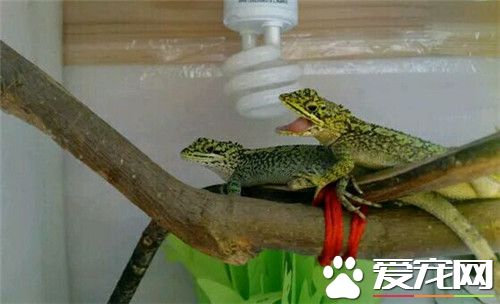 麗紋龍蜥怎麼樣 性格較活躍適應能力強