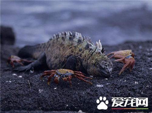 海鬣蜥的天敵 天敵是大量捕食海鬣蜥的鷹