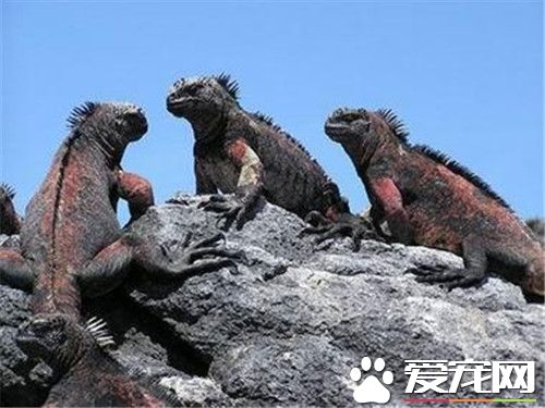 海鬣蜥的天敵 天敵是大量捕食海鬣蜥的鷹