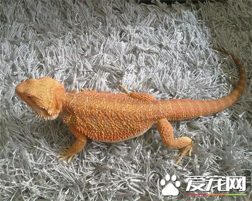 鬃獅蜥蜴顏色 正常鬃獅蜥蜴一般是灰白色